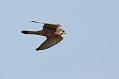 kestrel_1207093050