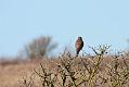 kestrel_1402094067