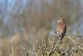 kestrel_1402094073