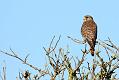 kestrel_1402094076