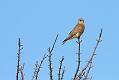 kestrel_1402094091