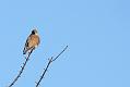 kestrel_1402094096