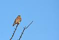 kestrel_1402094100