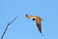 kestrel_1402094102