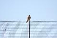 kestrel_1402094136