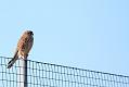 kestrel_1402094140