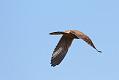 kestrel_1402094153