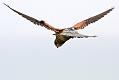 kestrel_1605092511