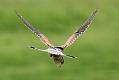 kestrel_1605092517