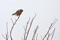 kestrel_1701099933