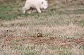 kestrel_dog_1101099175