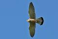 kestrel_shrew_2604091610