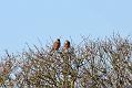 kestrels_1402094080