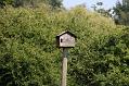 kestrel_chick_1406097706