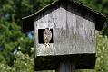 kestrel_chick_1406097745