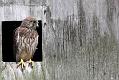 kestrel_chick_1406097749