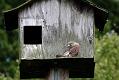 kestrel_chick_1406097760