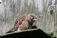 kestrel_chick_1406097765