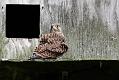 kestrel_chick_1406097794