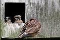 kestrel_chick_1406097805