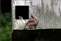 kestrel_chick_1406097809