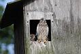 kestrel_chick_1406097906