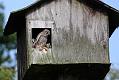 kestrel_chick_1406097907