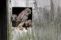 kestrel_chick_1406097910