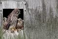 kestrel_chick_1406097911