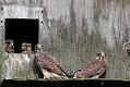 kestrel_chick_1406097918