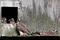 kestrel_chick_1406097923