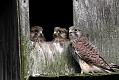 kestrel_chick_1406097925