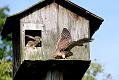 kestrel_chick_1406097939