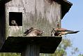 kestrel_chick_1406097944