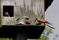 kestrel_chick_1406097945