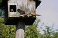 kestrel_chick_1406097946