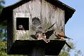 kestrel_chick_1406097949