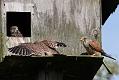 kestrel_chick_1406097950