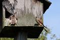 kestrel_chick_1406097954