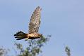 kestrel_chick_1406097960