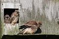 kestrel_chick_1406097985