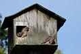 kestrel_chick_1406097988