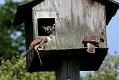 kestrel_chick_1406097990