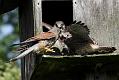 kestrel_chick_1406097993