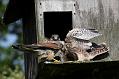 kestrel_chick_1406097994