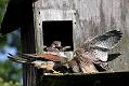 kestrel_chick_1406097998