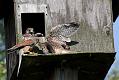 kestrel_chick_1406097999