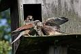 kestrel_chick_1406098000