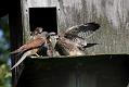 kestrel_chick_1406098001