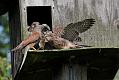 kestrel_chick_1406098002